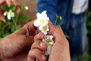 Burdur`da `Ada Çayı Balı` Üretiliyor