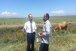 Kars`ta Damızlık Boğa Dağıtımı Devam Ediyor