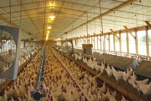 Tavuk Yumurtası Üretimi Nisan`da Azaldı