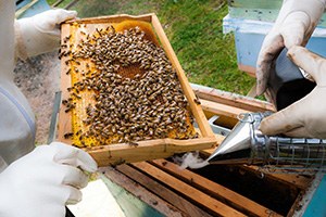 Bal Üreticisine 10 Milyon Euro Yatırım