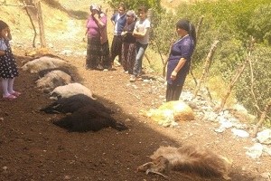 Başıboş Kepekler 16 Küçükbaş Hayvanı Telef Etti