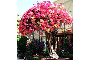 İkinci El Otomobil Fiyatına Bodur Begonvil Ağacı