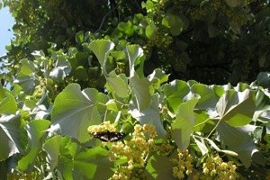 Bursa`ya 55 Bin Adet Ihlamur Fidanı