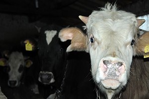 İzmir`de Büyükbaş Hayvanlarda Çiçek Hastalığı