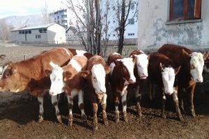 Ege`de Çok Sayıda Hayvan Telef Edildi!