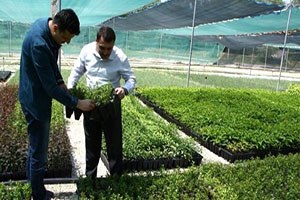 Eskişehir Orman Fidanlık Müdürlüğü, Süs Bitkileri Üretiminde de Hamle Yaptı