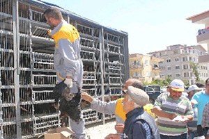 Gazipaşa Ziraat Odası Çiftçiye Yumurta Tavuğu Dağıttı
