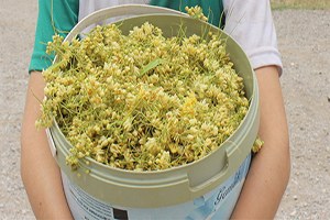 Geçen Yıl Fiyatı Altınla Yarışan Ihlamur Yarı Yarıya Ucuzladı