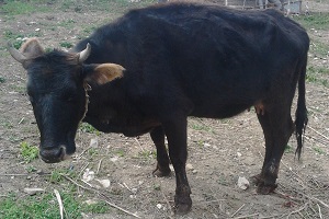 Şap Hastalığı Şüphesi