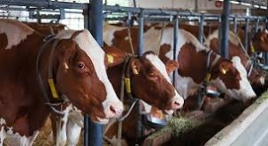 Canlı Hayvan İthalatında Gümrük Vergisi Sıfırlandı!