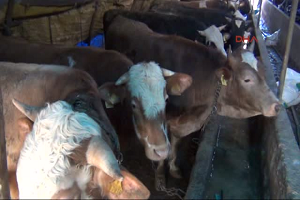 Kavak`ta Sığır Çiçeği Uyarısı