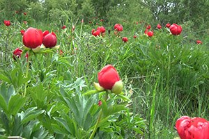 İtecik Lalesini Koparanlara 41 Bin Lira Ceza