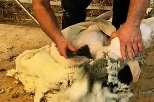 Koyun Kırkma Sezonu Başladı