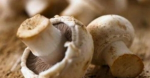 Zehirli Mantar Uyarısı