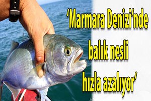 Marmara Denizi`nde Balık Nesli Hızla Azalıyor