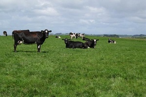 Meralar Islah Ediliyor