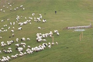 Mera Tecavüzleri Hayvancılığı Bitiriyor