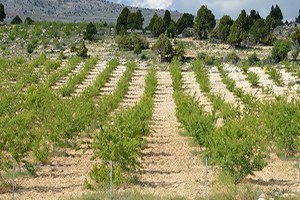 Mersin`de 5 Yılda 688 Bin Yabani Zeytin Aşılanacak