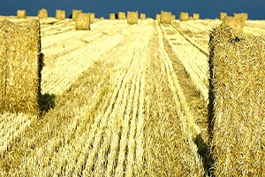 Saman Fiyatları Hasadın Ardından düşecek