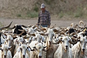 Emet`te Sürü Yönetimi Kursu