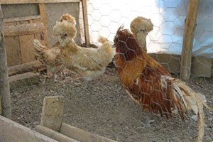 Süs Tavuklarının Yumurtası 30 Liraya Satılıyor