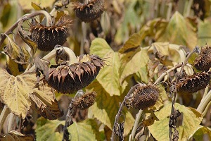 Tarım Ürünleri Küresel Isınmanın Hızına Yetişemeyecek