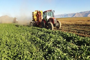 Tarım Ürünleri İthalatında Tarife Kontenjanı Düzenlemesi