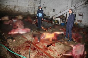 TJK Kurucusundan Tüyler Ürperten İddia