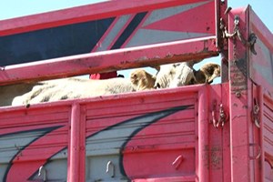 Trakya`ya Yapılacak Canlı Hayvan Sevklerine Dikkat