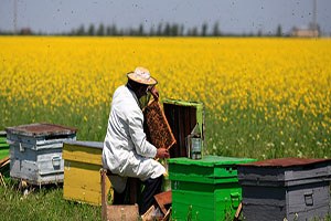 Yığılca`da Arıcılara Eğitim Verildi