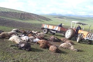 Yıldırım Çarpan 36 Koyun Telef Oldu