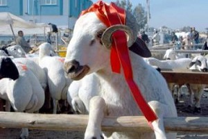 2016 Kurbanlık Fiyatları Pahalı mı?