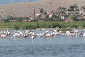 Bafa Gölü Neden Can Çekişiyor?