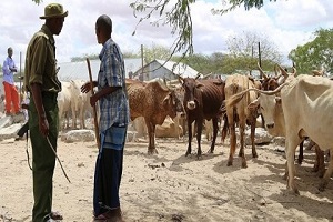 Sudan`da Tarım, Cibuti`de Hayvancılık