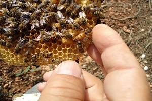 Türkiye`de Ana Arı Üretimi Çok Düşük