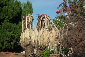 Aydın`da Palmiyeler Kuruyor