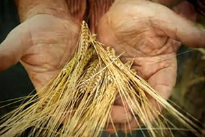 Çiftçilere Verilecek Olan Tarımsal Desteklemeler Açıklandı