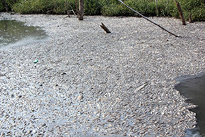 Kirlilik Yüzünden Binlerce Balık Telef Oldu