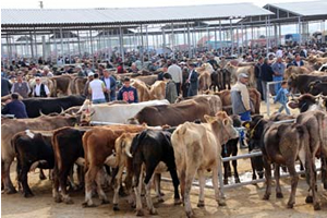 Samsun`da Şap Hastalığı Kontrol Altına Alınınca Hayvan Pazarları Açıldı
