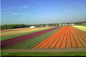 Tarımda Hollanda`dan Dersler Çıkarılabiliriz