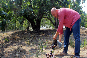 İncirlerin Ziyan Olduğunu Görünce Kahroluyoruz