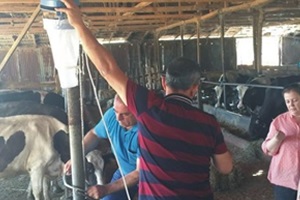 İneklere `Sinek Kapanı`