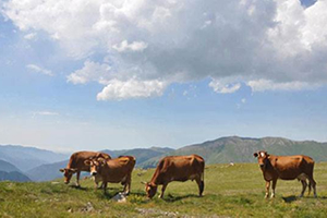 Islah Amaçlı Hayvan Yetiştirici Birliklerine Düzenleme