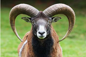 Kurban Kesecekler Dikkat!