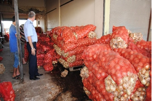 Şanlıurfa`da 28 Ton Bozuk Kuru Soğan Ele Geçirildi