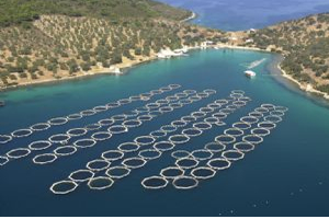 Su Ürünleri Desteklemelerine İlişkin Esaslar Belirlendi