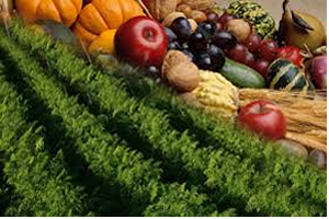 Türkiye Tarımsal İhracatını Nasıl Artırır?