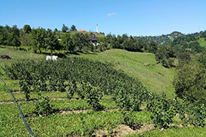 TİKA Bosna Hersek`te Tarım Projelerini Desteklemeye Devam Ediyor