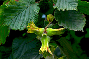 Fındık Üreticilerine Dekar Başına Destek