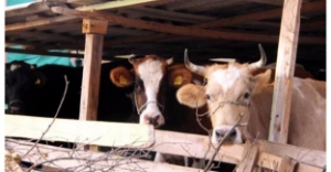 Bulgaristan`da Otlarken 4 Sığır Sınırı Geçti